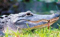 鳄鱼精华私密,揭秘肌肤焕新秘籍
